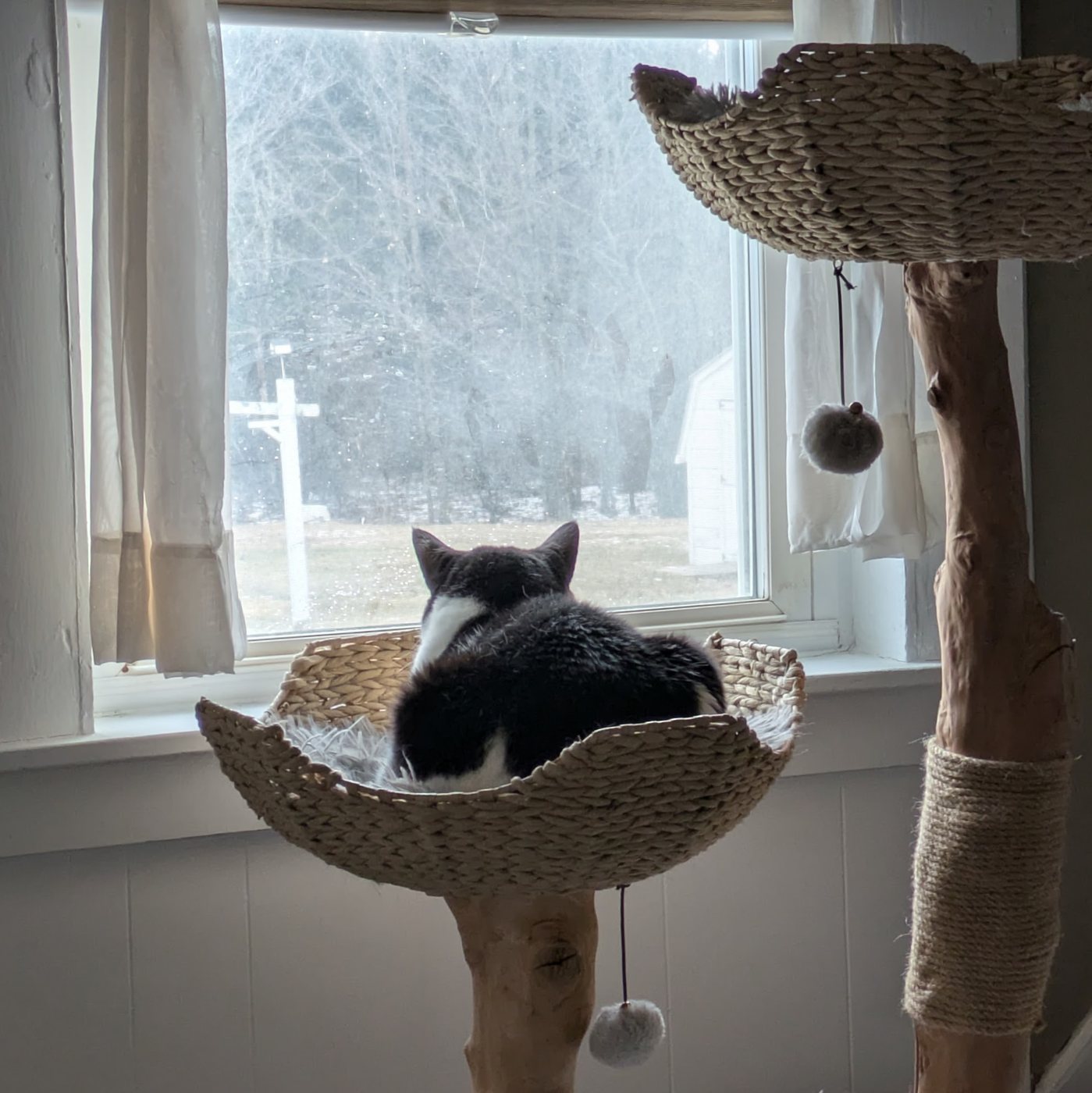 black and white cat looking out the window