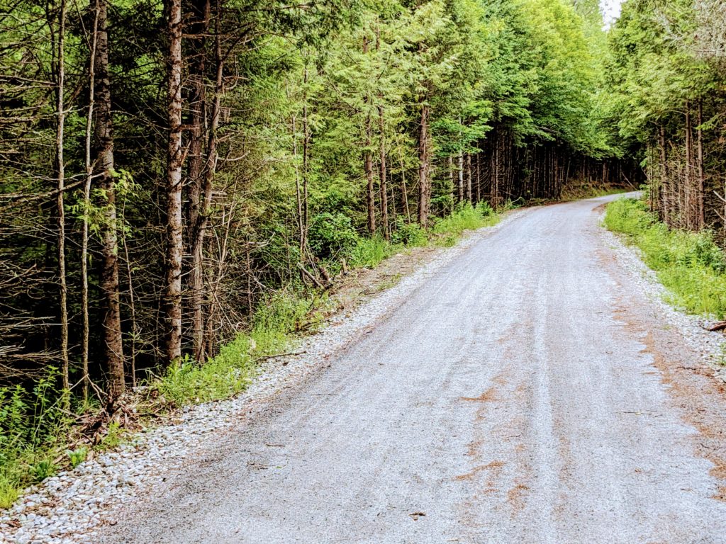 trees and path in Greensboro Bend, Vermont, USA