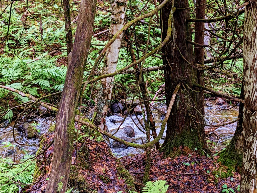 trees and river in Greensboro Bend, Vermont, USA