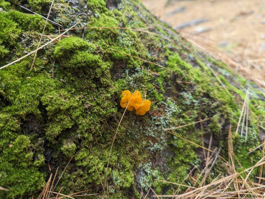 witches' butter photograph by Fálki