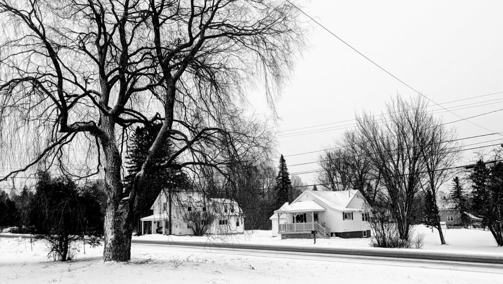 willow in winter in northern Maine